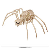 Kostra tarantuly 35 x 20 cm